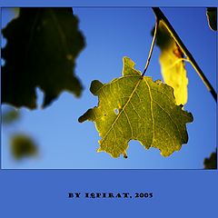 photo "It was such beautiful..."