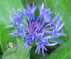 photo "Cornflower"