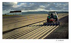 фото "Sillons en Brabant"