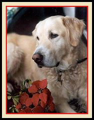photo "My Golden Retiever"