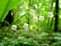 photo "Green and White"