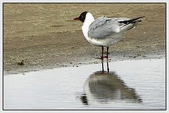 photo "A sea-gull on the beach"