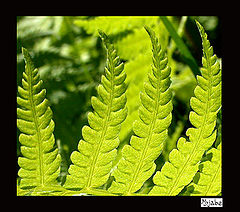photo "The fern"