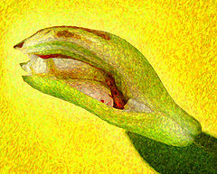 фото "Struggling in the Florida Sun"