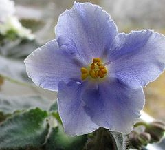 photo "Violet"