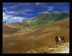 фото "Loneliness"