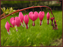 photo "Intimate"