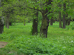 photo "Forest"
