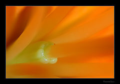 photo "Freshness inside"