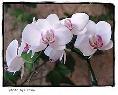 фото "Optimistic"
