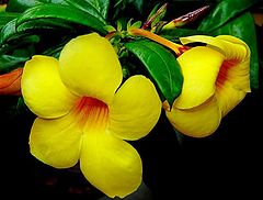 photo "Las Flores II"