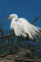 photo "white egret"