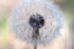 photo "Untitled photo"