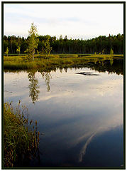 photo "Burnt bog"