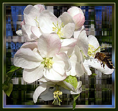 photo "Apple"