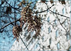 фото "Сережки"