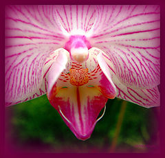 фото "ORQUIDEA"