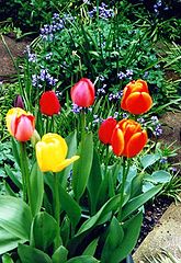 фото "Tulips Again"