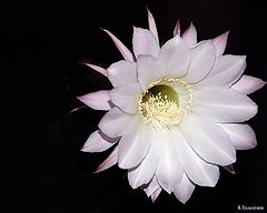 photo "Cactus"