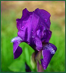 photo "Freshness After Rain"