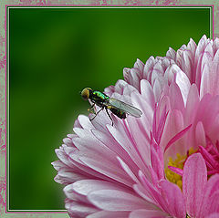 photo "Untitled photo"