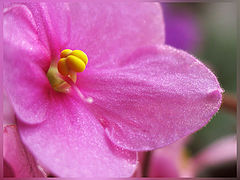 photo "Sparks of violets-2"