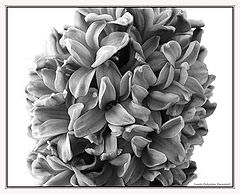 photo "Hyacinth"