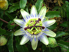 photo "pasiflora"