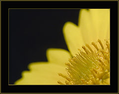 photo "yellow on black..."