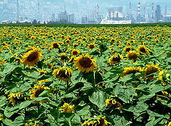 photo "Urbanization"