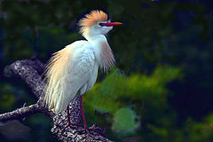фото "cattle egret"