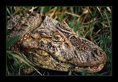photo "An attentive look..."