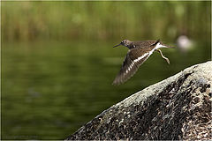 фото "Common Sandpiper 2"
