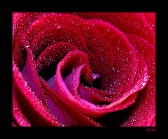 photo "rose2"