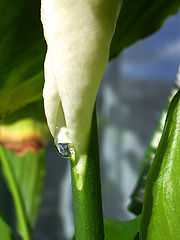 photo "Tear"