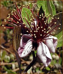 photo "Good crop prospects for feijoa jam."