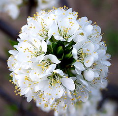 фото "Венец"