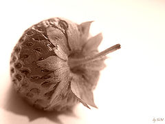 photo "Strawberry"