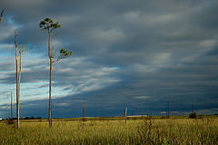 photo "Arlene"