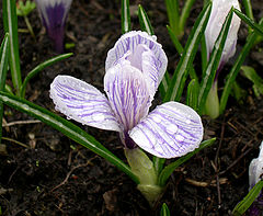 photo "after the rain. spring"
