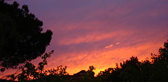 фото "pine tree from my window"