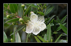 photo "~About stamens~"