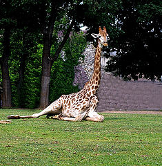photo "Morning gymnastics"