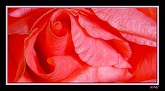 photo "Untitled photo"