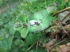 photo "Drops 2"