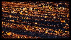 фото "Natural Texture"