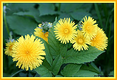 photo "The summer have come!"