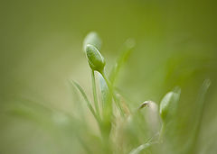 photo "Tenderness"