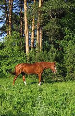 фото "Летний вечер"