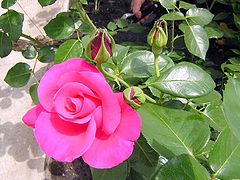 photo "rose 3"